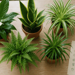 plantes d'interieur depolluante en pots